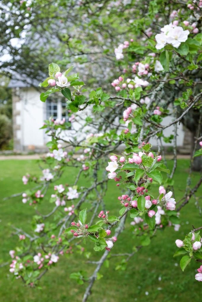 apple blossoms on apple tree